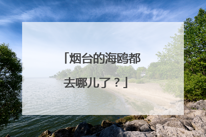 烟台的海鸥都去哪儿了？