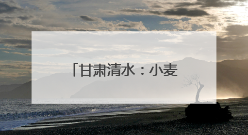 甘肃清水：小麦管理正当时 守护粮“芯”绘丰景