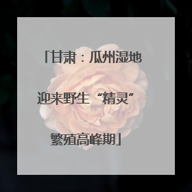 甘肃：瓜州湿地迎来野生“精灵”繁殖高峰期
