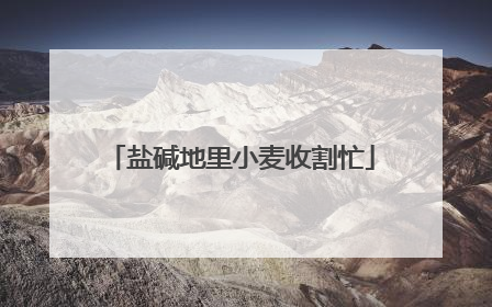 盐碱地里小麦收割忙