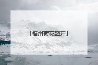 福州荷花盛开