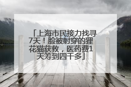 上海市民接力找寻7天！脸被射穿的狸花猫获救，医药费1天筹到四千多