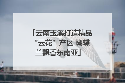 云南玉溪打造精品“云花”产区 蝴蝶兰飘香东南亚