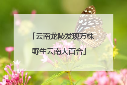 云南龙陵发现万株野生云南大百合