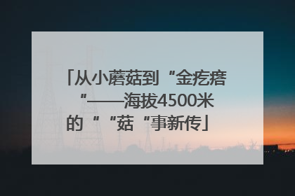 从小蘑菇到“金疙瘩“——海拔4500米的““菇“事新传