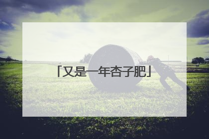 又是一年杏子肥