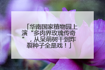 华南国家植物园上演“多肉界玫瑰传奇”，从呆萌树干到炸裂种子全是戏！