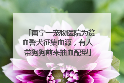 南宁一宠物医院为贫血警犬征集血源，有人带狗狗前来抽血配型