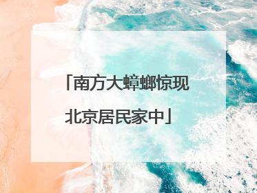 南方大蟑螂惊现北京居民家中