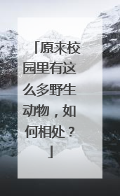 原来校园里有这么多野生动物，如何相处？