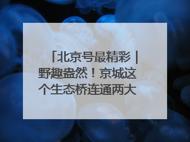 北京号最精彩｜野趣盎然！京城这个生态桥连通两大网红公园