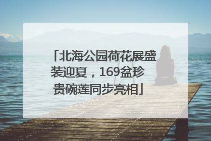 北海公园荷花展盛装迎夏，169盆珍贵碗莲同步亮相