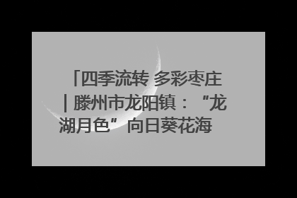 四季流转 多彩枣庄｜滕州市龙阳镇：“龙湖月色”向日葵花海 绘就乡村振兴新画卷