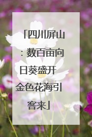 四川屏山：数百亩向日葵盛开 金色花海引客来