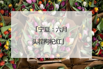 宁夏：六月头茬枸杞红