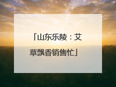 山东乐陵：艾草飘香销售忙