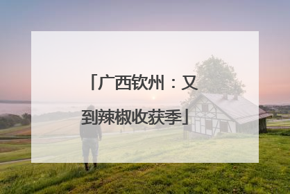 广西钦州：又到辣椒收获季