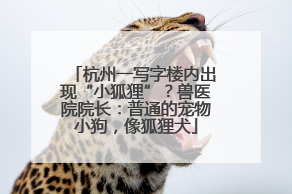 杭州一写字楼内出现“小狐狸”？兽医院院长：普通的宠物小狗，像狐狸犬
