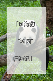 斑海豹“汤圆”归海记