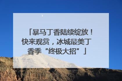 暴马丁香陆续绽放！快来观赏，冰城最美丁香季“终极大招”