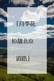 月季花扮靓北京道路
