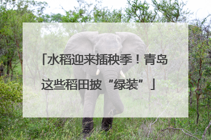 水稻迎来插秧季！青岛这些稻田披“绿装”