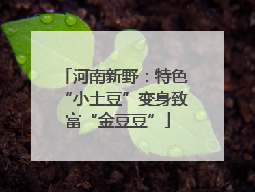 河南新野：特色“小土豆”变身致富“金豆豆”