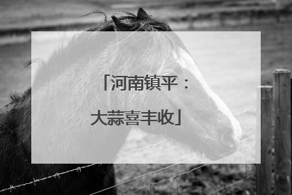 河南镇平：大蒜喜丰收