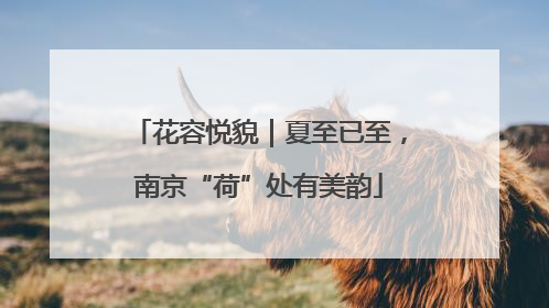 花容悦貌｜夏至已至，南京“荷”处有美韵