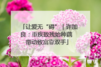 让爱无“碍”｜许加良：重疾致残始种藕 带动致富靠双手