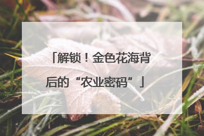 解锁！金色花海背后的“农业密码”