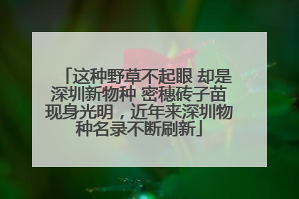 这种野草不起眼 却是深圳新物种 密穗砖子苗现身光明，近年来深圳物种名录不断刷新