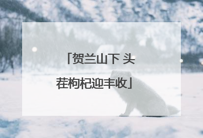 贺兰山下 头茬枸杞迎丰收