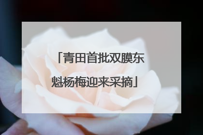 青田首批双膜东魁杨梅迎来采摘